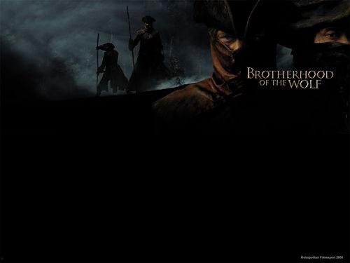 狼族盟约,探寻狼群间的神秘契约与生存智慧