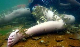 做爱的鱼,做爱的鱼的秘密世界