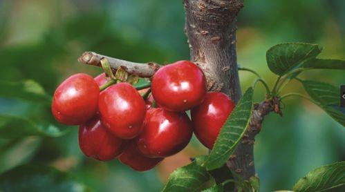 红樱桃