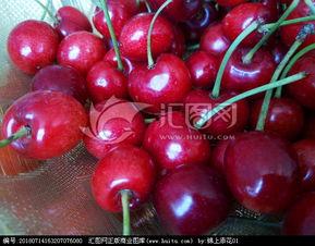 红樱桃